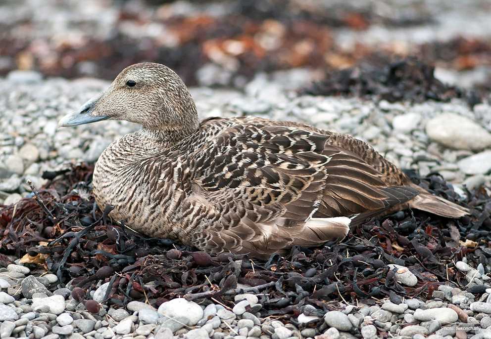Common Eider Image